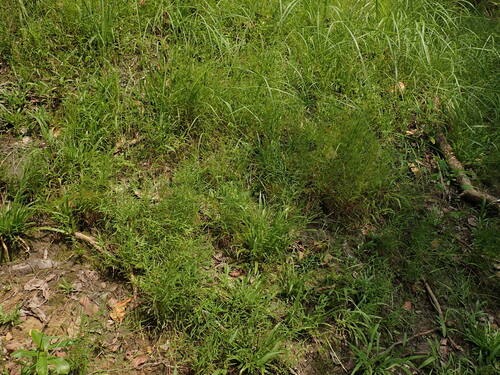 Pogonatherum crinitum, photograph 2