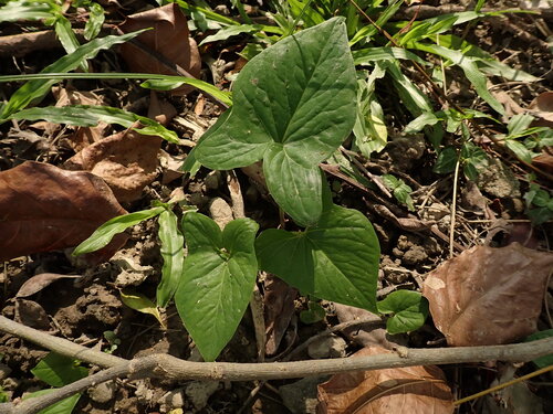 Typhonium roxburghii, photograph 6