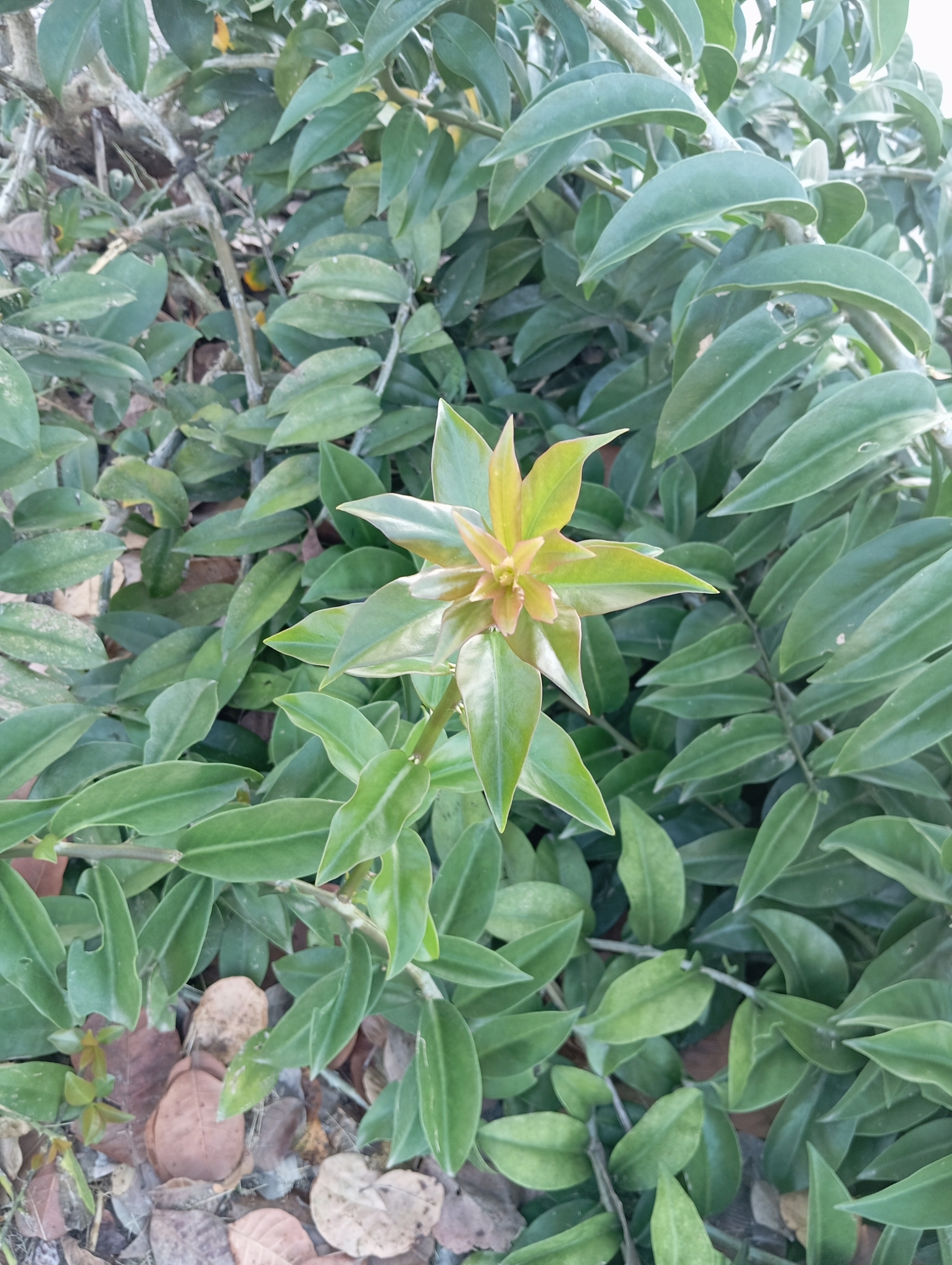 Pereskia aculeata