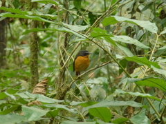 Cossypha isabellae