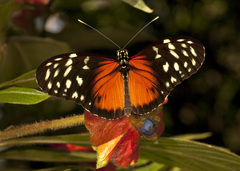 Heliconius hecale zuleika