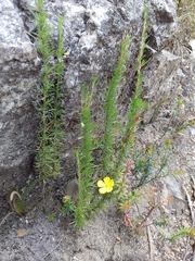 Hibbertia procumbens