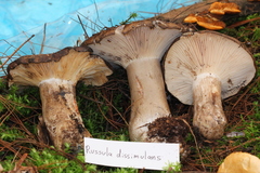 Russula dissimulans