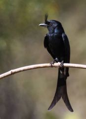 Dicrurus forficatus