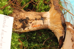 Russula dissimulans