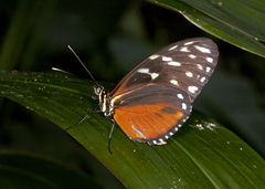 Heliconius hecale zuleika
