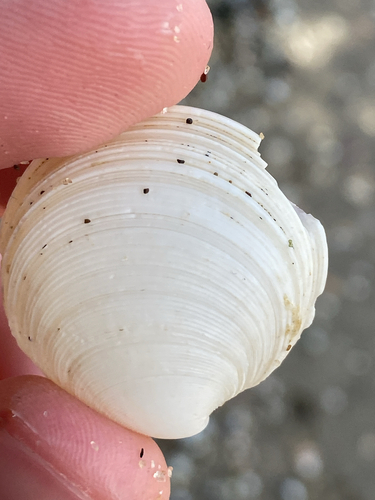 Dosinia maoriana, 2025-10-06