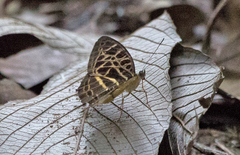 Catuna crithea