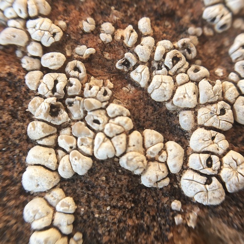 hoary cobblestone lichen