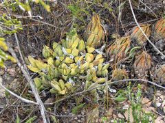 Haworthiopsis fasciata