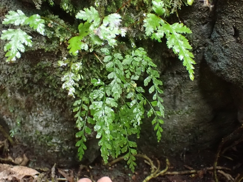 Asplenium cimmeriorum (Asplenium cimmeriorum)