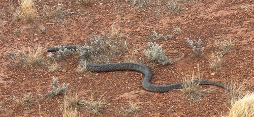 Spotted Mulga Snake sighting