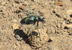Cicindela depressula