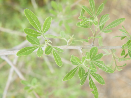Image of Searsia engleri by (c) Antoinette Eyssell Knox, some rights reserved (CC BY-SA)