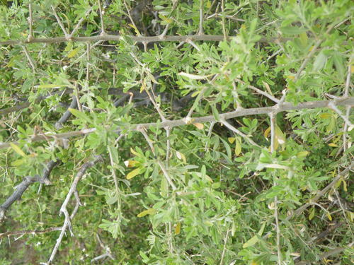 Image of Searsia engleri by (c) Antoinette Eyssell Knox, some rights reserved (CC BY-SA)