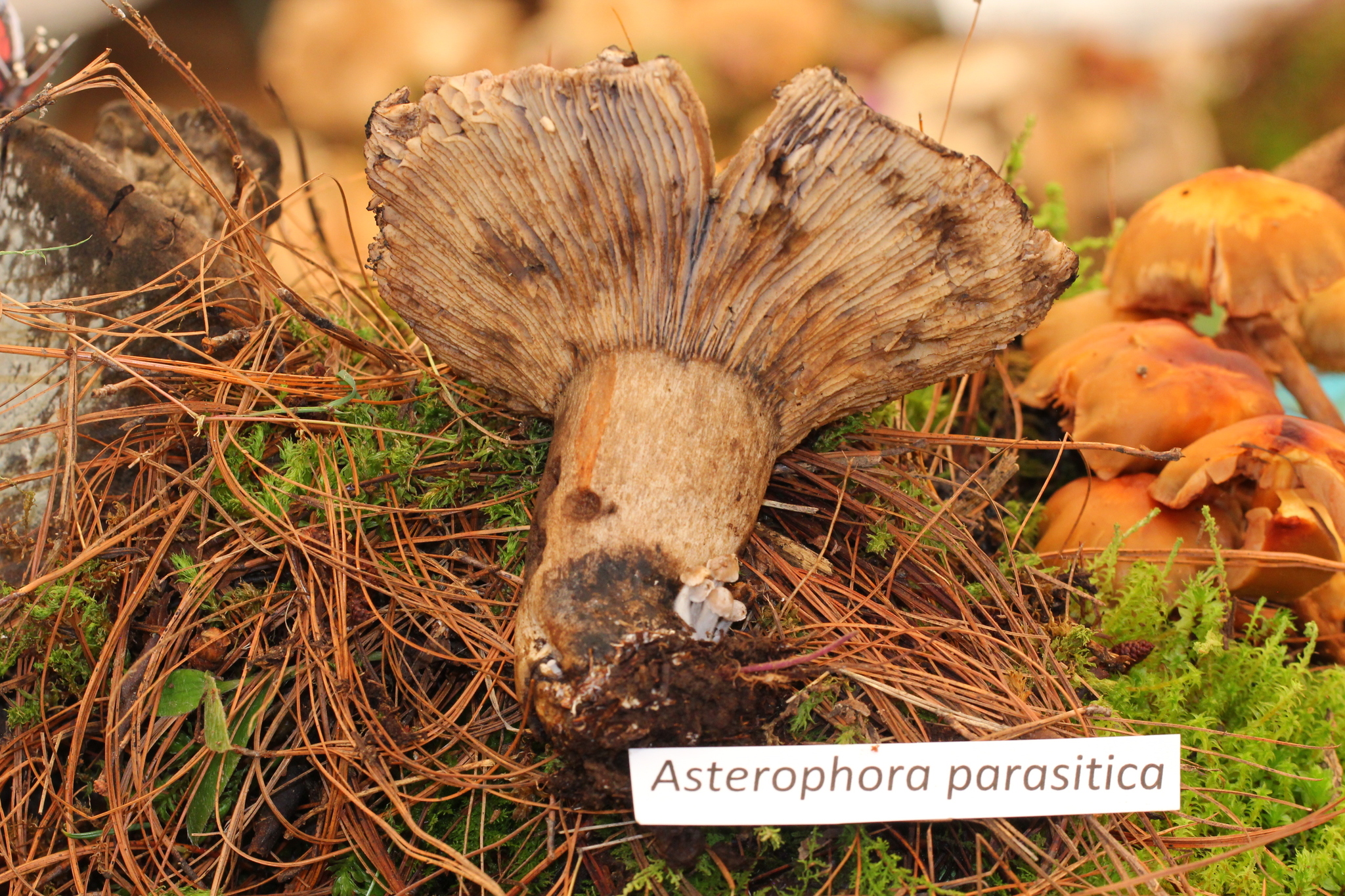 Asterophora parasitica image