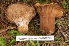 Hypomyces macrosporus
