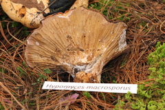 Hypomyces macrosporus