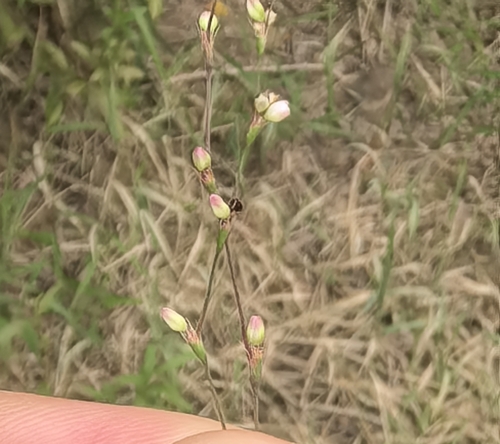Persicaria taquetii iNat (1)