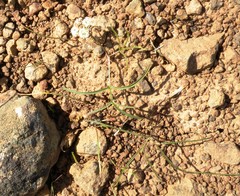 Lomatium lithosolamans