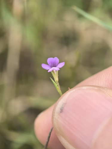 Deinostema violaceum iNat (1)