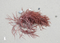 Sarcodiotheca