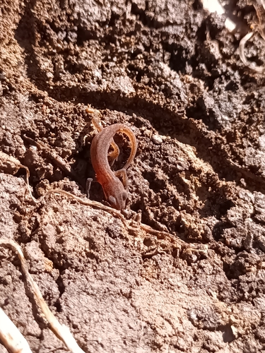 Greek Newt, Община Будва, Черногория, photo 10 of 10