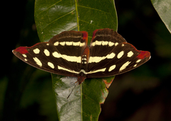 Catonephele mexicana