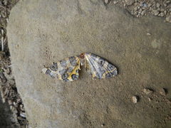 Pantherodes pardalaria