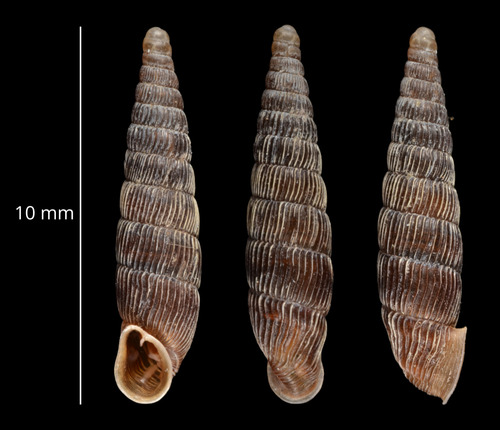 Wrinkled Door Snail, Casteljau, 07460 Berrias-et-Casteljau, France, photo 10 of 10