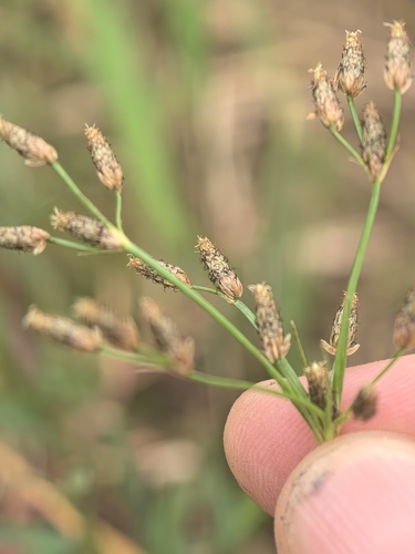 Fimbristylis diphylloides iNat (1)