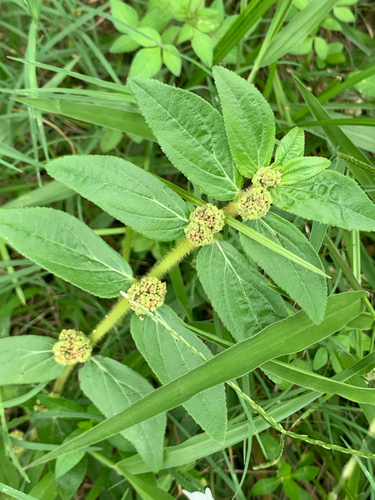 Asthma Plant