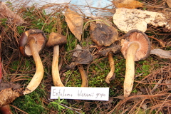 Entoloma bloxamii
