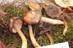 Entoloma bloxamii