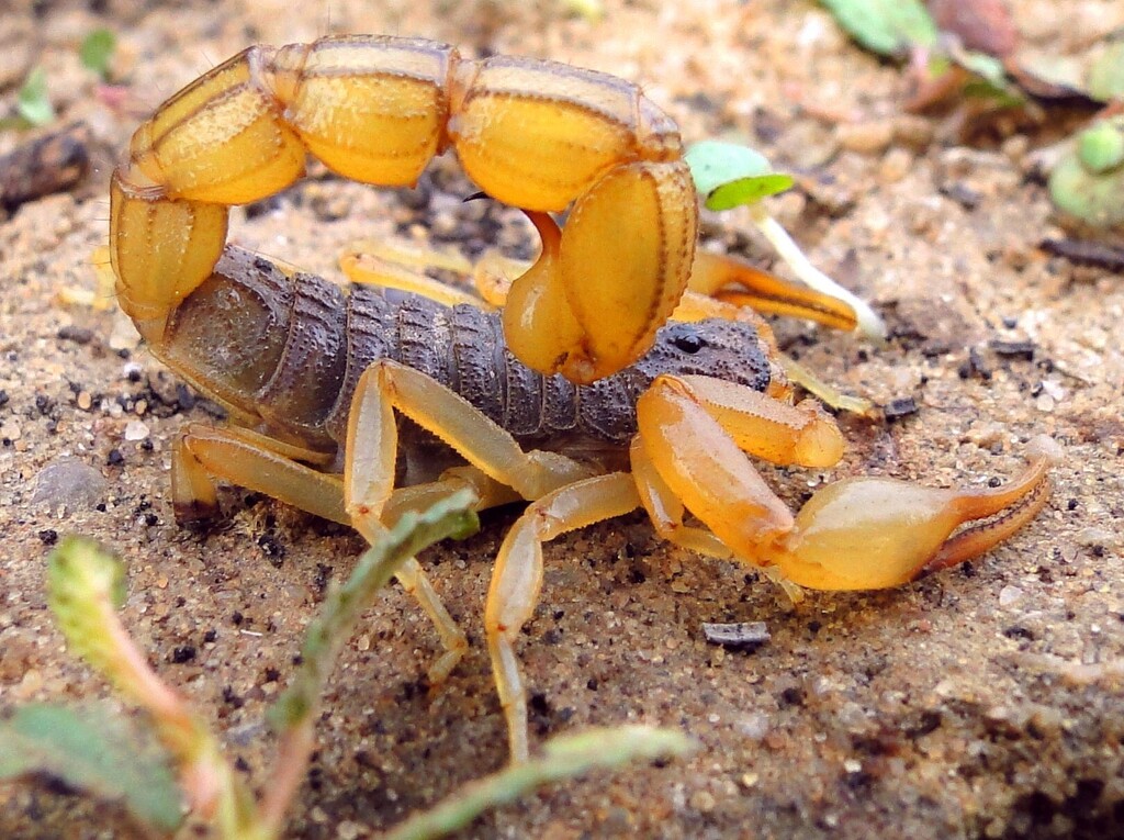 Hottentotta niloticus