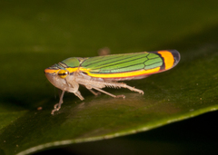 Stephanolla quepelana