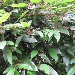 Endiandra hypotephra