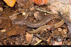 Eurycea multiplicata