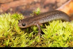 Eurycea multiplicata