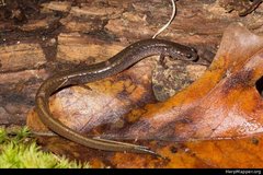 Eurycea multiplicata