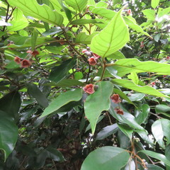 Endiandra hypotephra