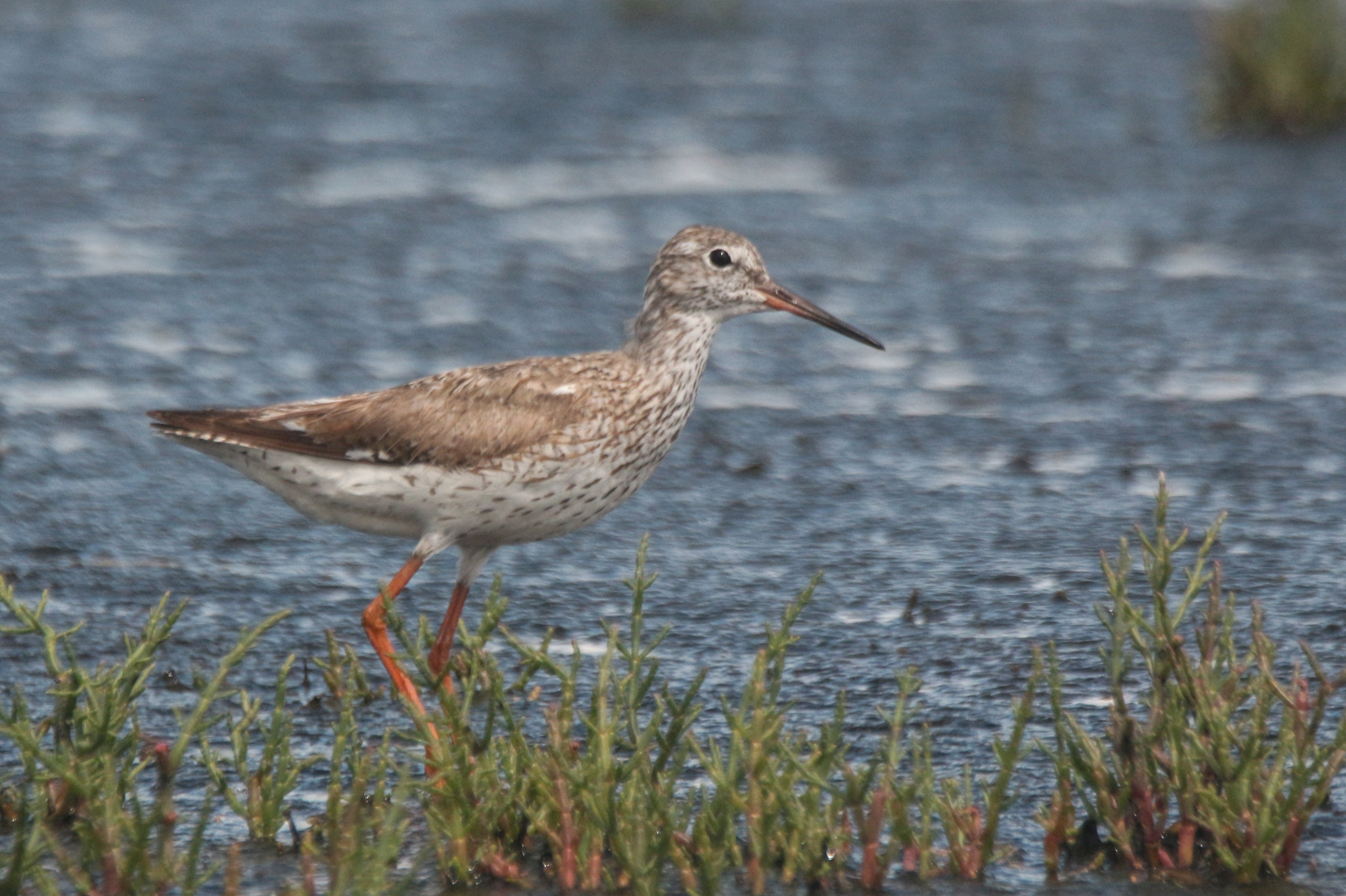 Common Redshank (Tringa totanus)