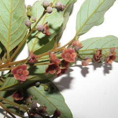 Endiandra hypotephra