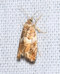 Celypha flavipalpana
