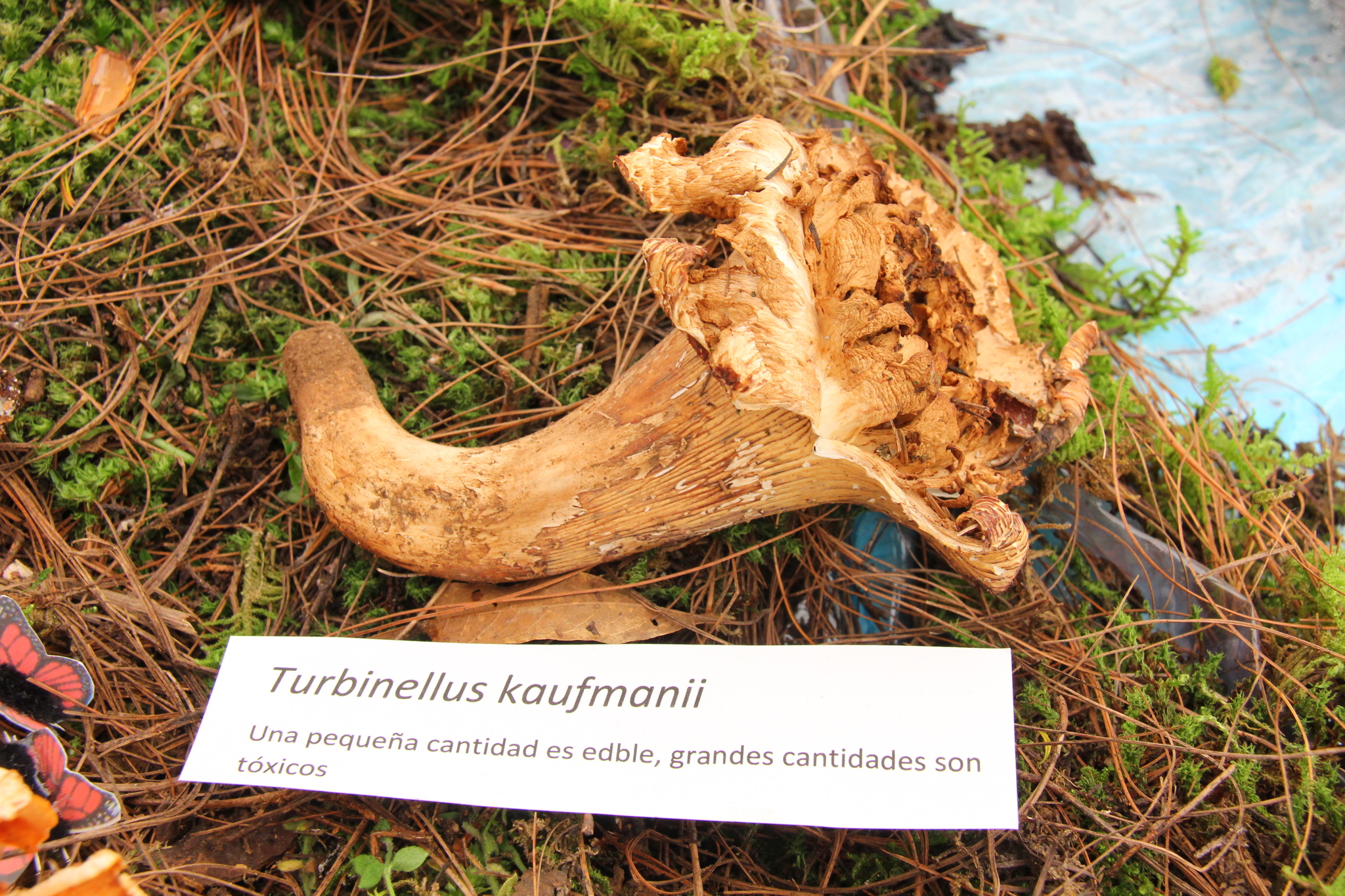 Gomphus kauffmanii image