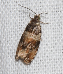 Celypha flavipalpana