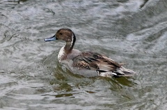 Anas acuta