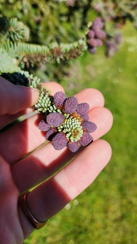 Abies fargesii