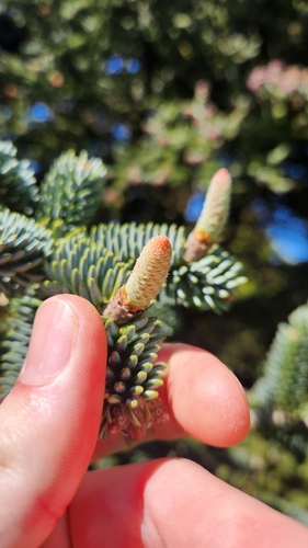 Abies fargesii, photograph 2
