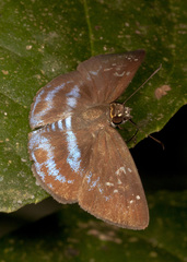 Quadrus contubernalis